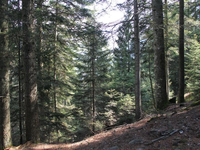 Image 3 - Waldreservat Onsernone